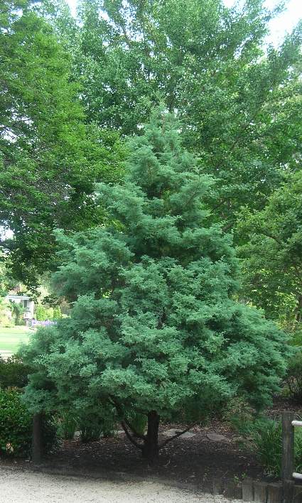 Veitchii Moss Falsecypress